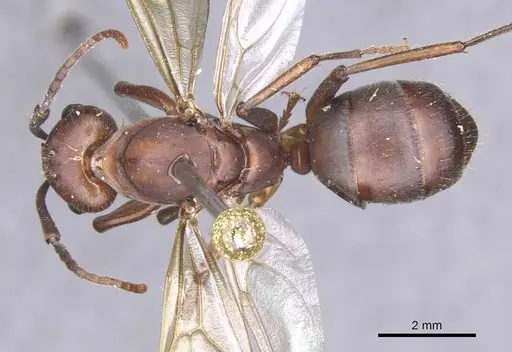 Camponotus gombaki specimen CASENT0911616 image casent0911616_1