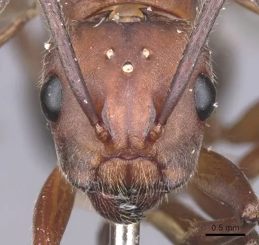 Camponotus gombaki specimen CASENT0911616 image casent0911616_2