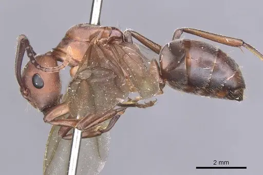 Camponotus gombaki specimen CASENT0911616 image casent0911616_3