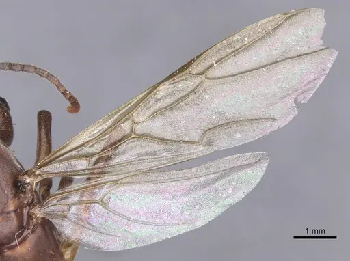 Camponotus gombaki specimen CASENT0911616 image casent0911616_4