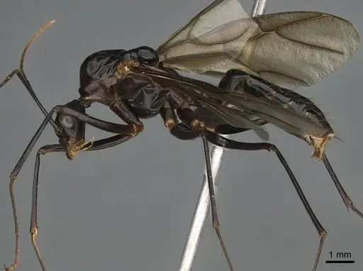 Camponotus gouldi specimen CASENT0062874 image casent0062874_1