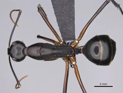 Camponotus gouldi specimen CASENT0079325 image casent0079325_1
