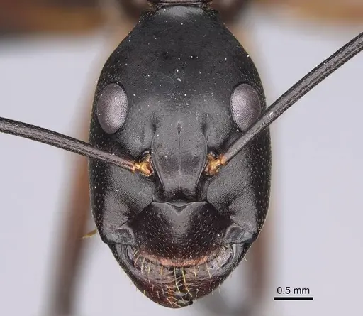 Camponotus gouldi specimen CASENT0079325 image casent0079325_2