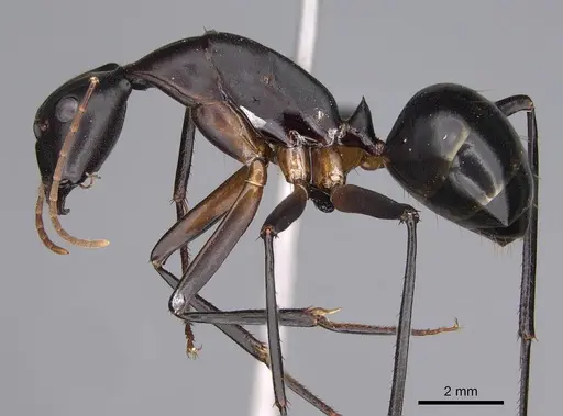 Camponotus gouldi specimen CASENT0079325 image casent0079325_3