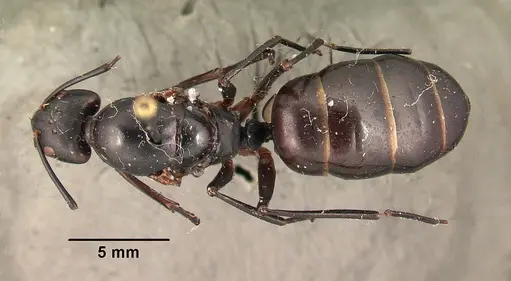 Camponotus gouldi specimen CASENT0101493 image casent0101493_1