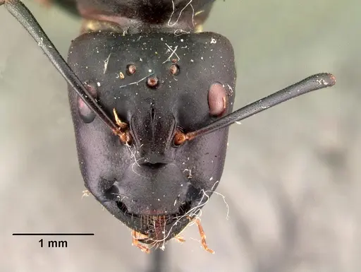 Camponotus gouldi specimen CASENT0101493 image casent0101493_2