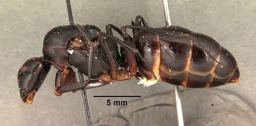 Camponotus gouldi specimen CASENT0101493 image casent0101493_3