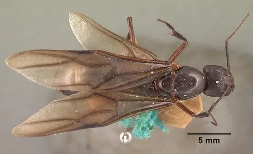 Camponotus gouldi specimen CASENT0101810 image casent0101810_1