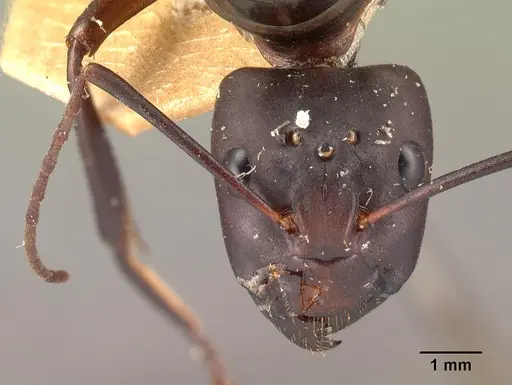 Camponotus gouldi specimen CASENT0101810 image casent0101810_2