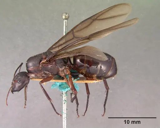 Camponotus gouldi specimen CASENT0101810 image casent0101810_3