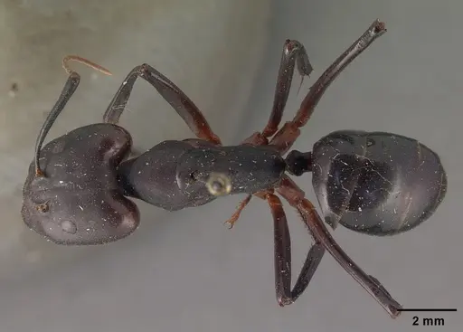 Camponotus gouldi specimen CASENT0101850 image casent0101850_1