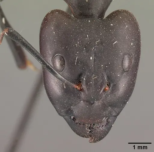 Camponotus gouldi specimen CASENT0101850 image casent0101850_2