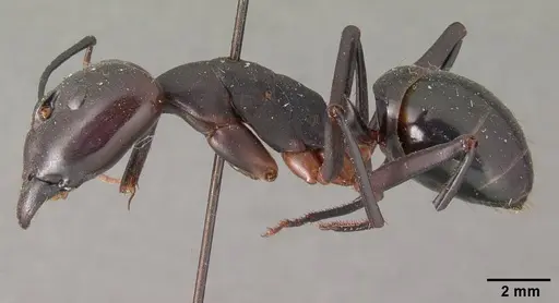 Camponotus gouldi specimen CASENT0101850 image casent0101850_3