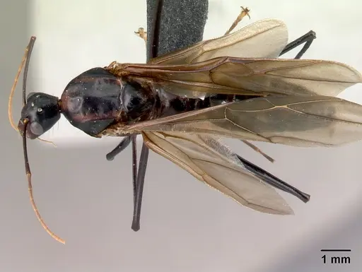 Camponotus gouldi specimen CASENT0109227 image casent0109227_1
