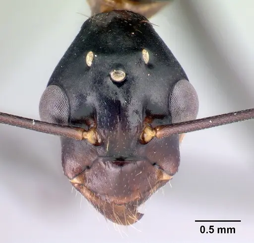 Camponotus gouldi specimen CASENT0109227 image casent0109227_2