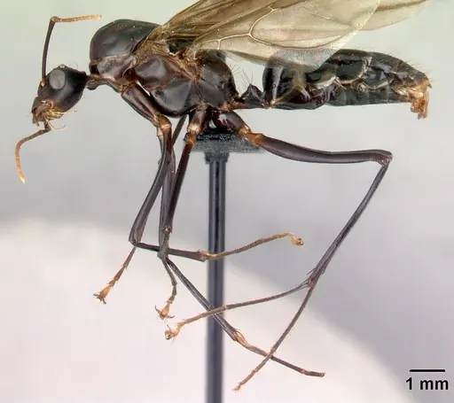 Camponotus gouldi specimen CASENT0109227 image casent0109227_3