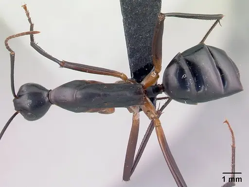 Camponotus gouldi specimen CASENT0121617 image casent0121617_1