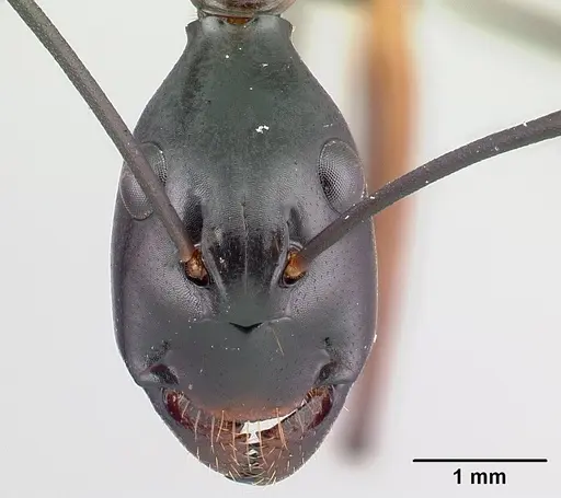 Camponotus gouldi specimen CASENT0121617 image casent0121617_2