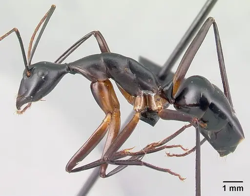 Camponotus gouldi specimen CASENT0121617 image casent0121617_3