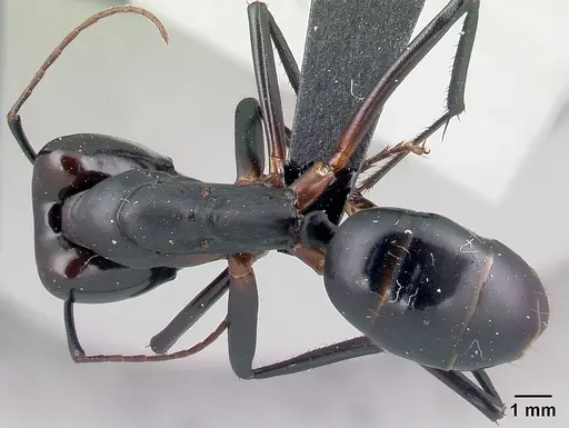 Camponotus gouldi specimen CASENT0121618 image casent0121618_1