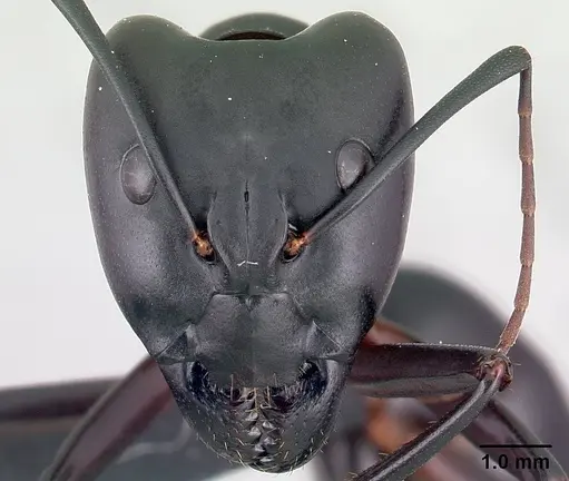 Camponotus gouldi specimen CASENT0121618 image casent0121618_2