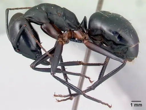Camponotus gouldi specimen CASENT0121618 image casent0121618_3