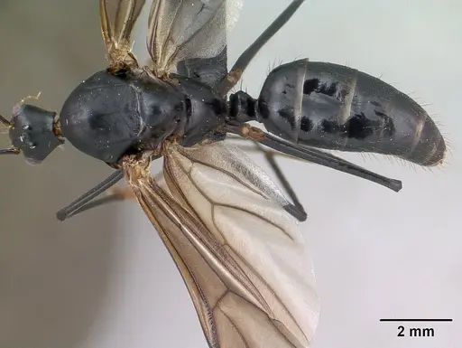 Camponotus gouldi specimen CASENT0144966 image casent0144966_1