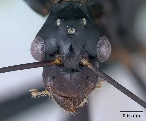 Camponotus gouldi specimen CASENT0144966 image casent0144966_3