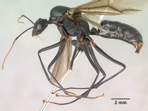 Camponotus gouldi specimen CASENT0144966 image casent0144966_4