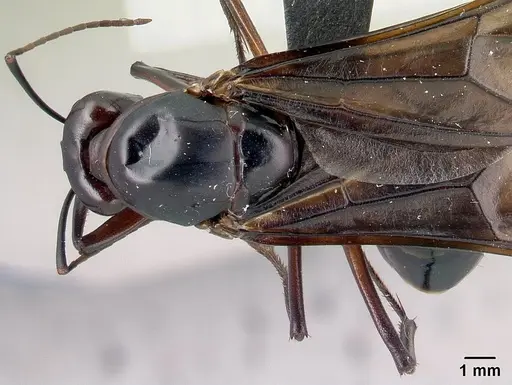 Camponotus gouldi specimen CASENT0179443 image casent0179443_1