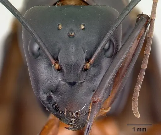 Camponotus gouldi specimen CASENT0179443 image casent0179443_2