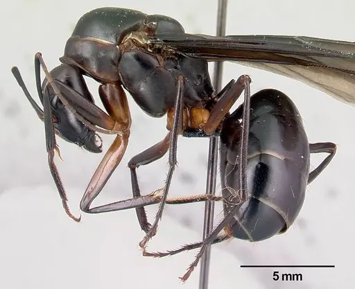 Camponotus gouldi specimen CASENT0179443 image casent0179443_3