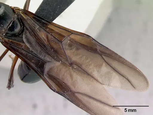 Camponotus gouldi specimen CASENT0179443 image casent0179443_4