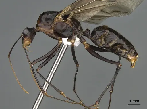 Camponotus gouldi specimen CASENT0429998 image casent0429998_1