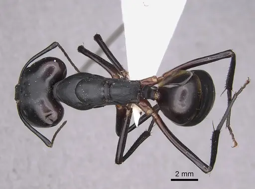 Camponotus gouldi specimen CASENT0437531 image casent0437531_1