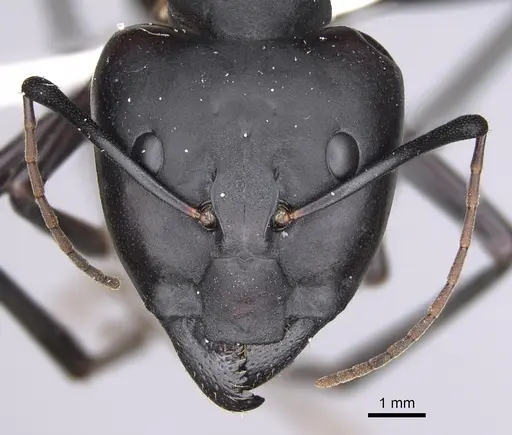 Camponotus gouldi specimen CASENT0437531 image casent0437531_2