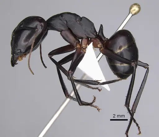Camponotus gouldi specimen CASENT0437531 image casent0437531_3