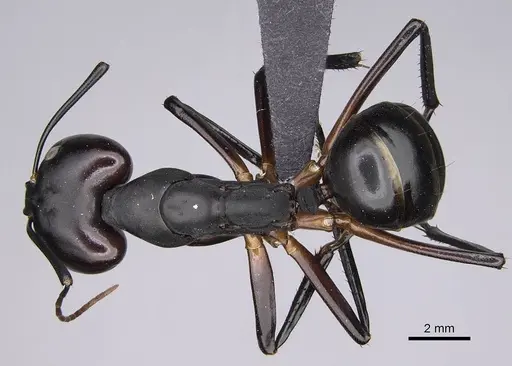 Camponotus gouldi specimen CASENT0455762 image casent0455762_1