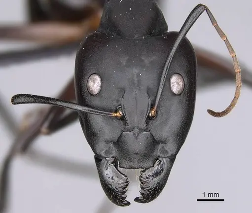 Camponotus gouldi specimen CASENT0455762 image casent0455762_2