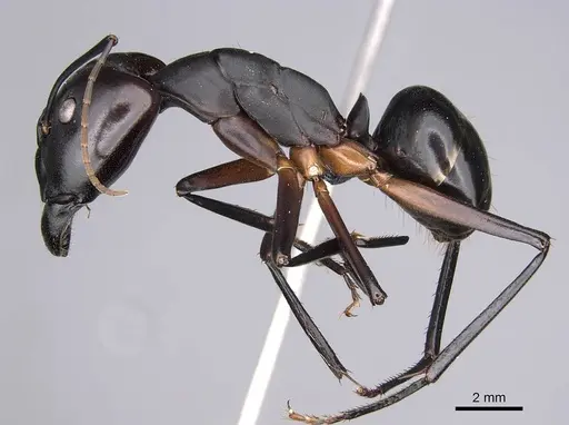 Camponotus gouldi specimen CASENT0455762 image casent0455762_3