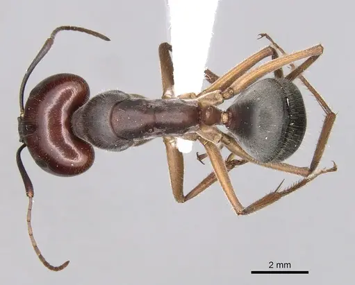 Camponotus gouldianus specimen CASENT0280203 image casent0280203_1
