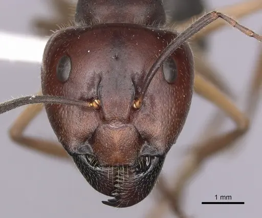 Camponotus gouldianus specimen CASENT0280203 image casent0280203_2
