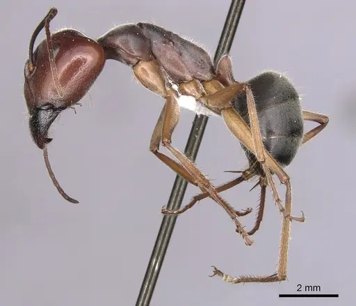 Camponotus gouldianus specimen CASENT0280203 image casent0280203_3