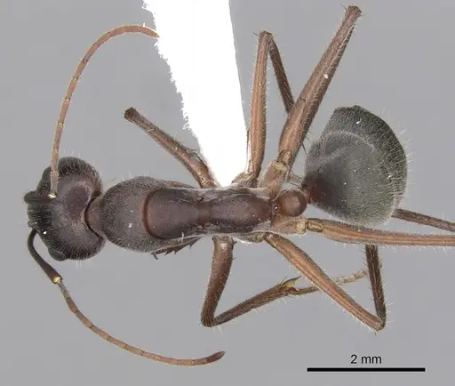 Camponotus gouldianus specimen CASENT0280204 image casent0280204_1