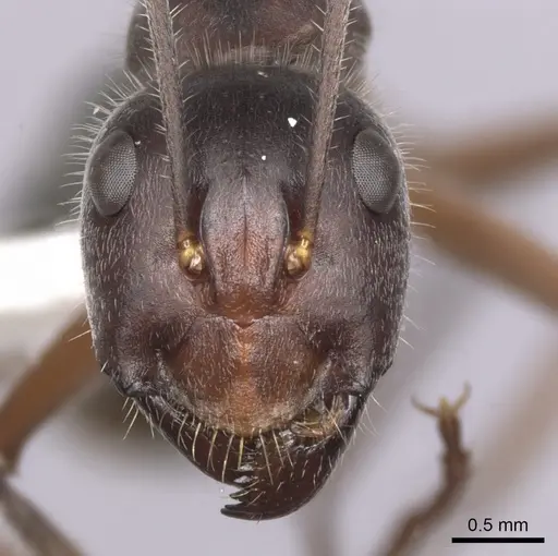 Camponotus gouldianus specimen CASENT0280204 image casent0280204_2