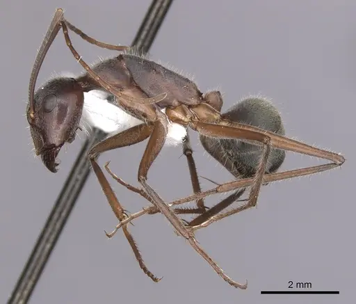 Camponotus gouldianus specimen CASENT0280204 image casent0280204_3