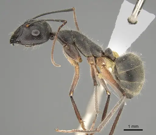 Camponotus gouldianus specimen CASENT0887727 image casent0887727_1