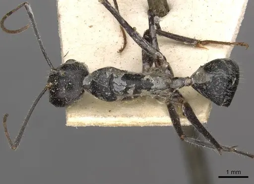 Camponotus gouldianus specimen CASENT0910383 image casent0910383_1