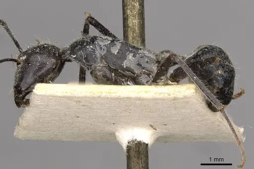 Camponotus gouldianus specimen CASENT0910383 image casent0910383_3