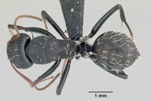 Camponotus grandidieri specimen CASENT0055919 image casent0055919_1
